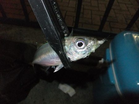 久々のアジング