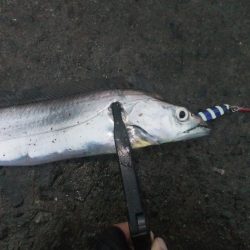 タチウオまだまだ居てる！？