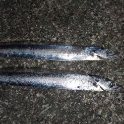 久々の太刀魚チャレンジ