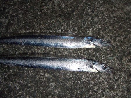 久々の太刀魚チャレンジ