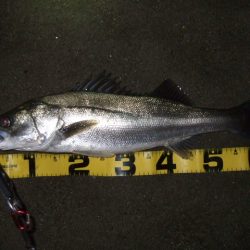 秋のハイシーズンは終了