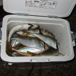 寒さに耐えてアジング