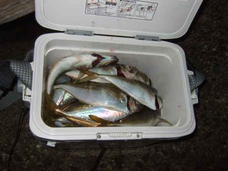 寒さに耐えてアジング