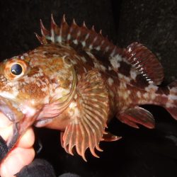 ライトゲームを満喫