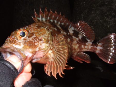 ライトゲームを満喫