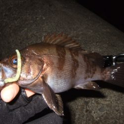 釣り納めライトゲーム