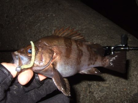 釣り納めライトゲーム