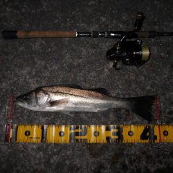 やっぱローリングベイトですよ♪