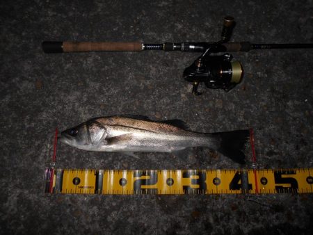 やっぱローリングベイトですよ♪