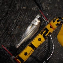 タチウオが入ると駄目になる…。