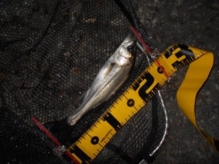 タチウオが入ると駄目になる…。