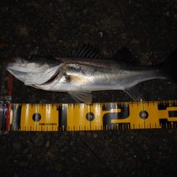 サルベージソリッドのソリッドクリアが効く?