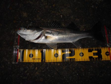 サルベージソリッドのソリッドクリアが効く?