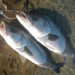 シーバスリベンジ