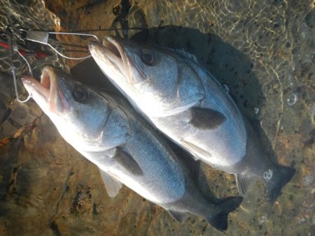 シーバスリベンジ