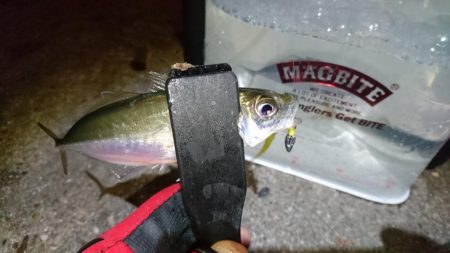 メバリング？アジング？！