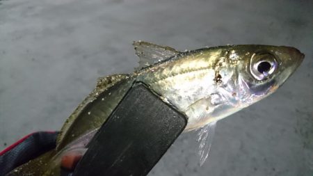 今夜も寄り道アジング