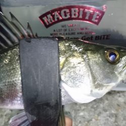 シーバス時々メバル＆・・・？！！