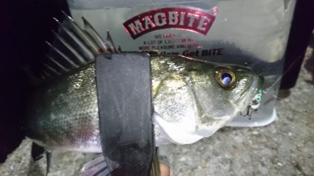 シーバス時々メバル＆・・・？！！