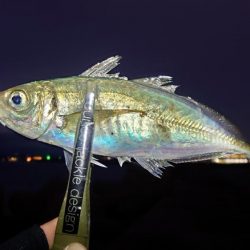 引き続きアジ好調です!