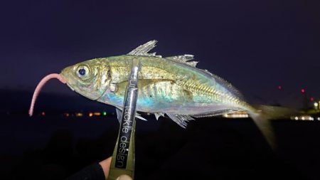 引き続きアジ好調です!