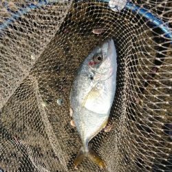 太地でグレ釣り