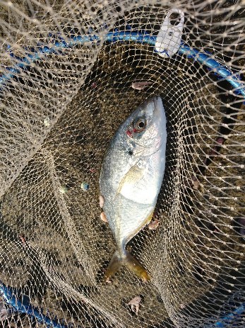太地でグレ釣り