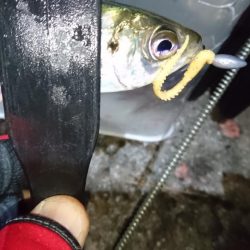 アジ＆メバル！！