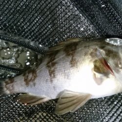 メバリング！！