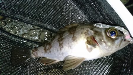 メバリング！！