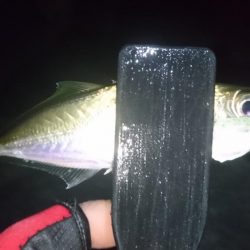 今夜もアジ！！