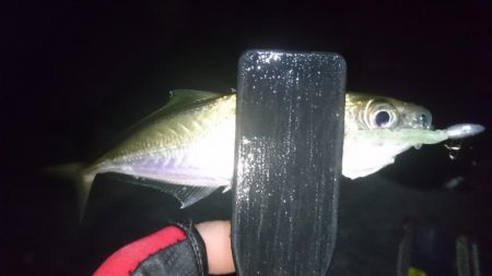 今夜もアジ！！