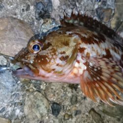 今夜もアジ！！