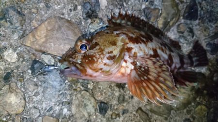 今夜もアジ！！