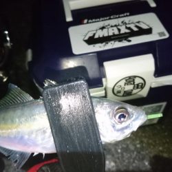 年末アジング！！