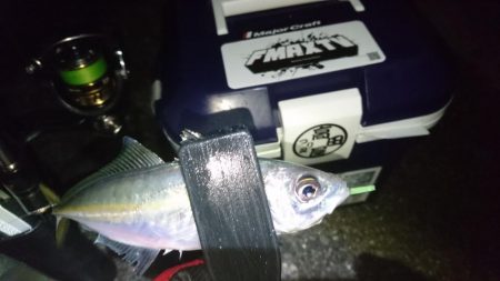 年末アジング！！