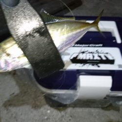 淡路でアジング！！