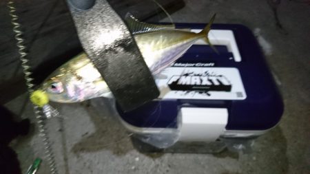 淡路でアジング！！