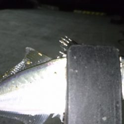 少しだけアジング！！