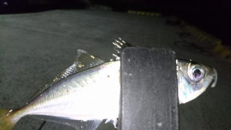 少しだけアジング！！