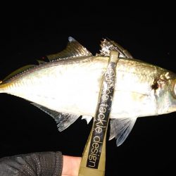 懲りずに良型アジングに!