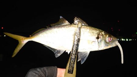 懲りずに良型アジングに!