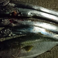 シーバス狙いのはずが