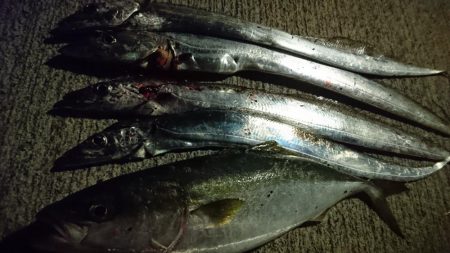 シーバス狙いのはずが