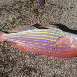 ショアジギング