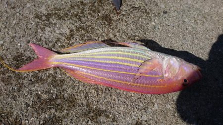 ショアジギング