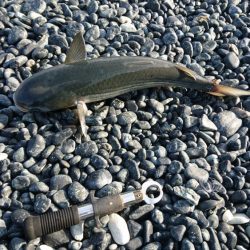 ショアジギング?