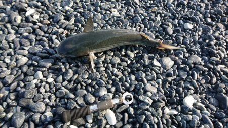 ショアジギング?