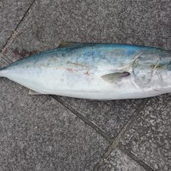 ハマチ、デカアジ、コアジ、など