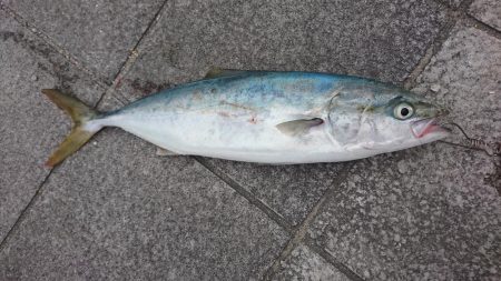 ハマチ、デカアジ、コアジ、など